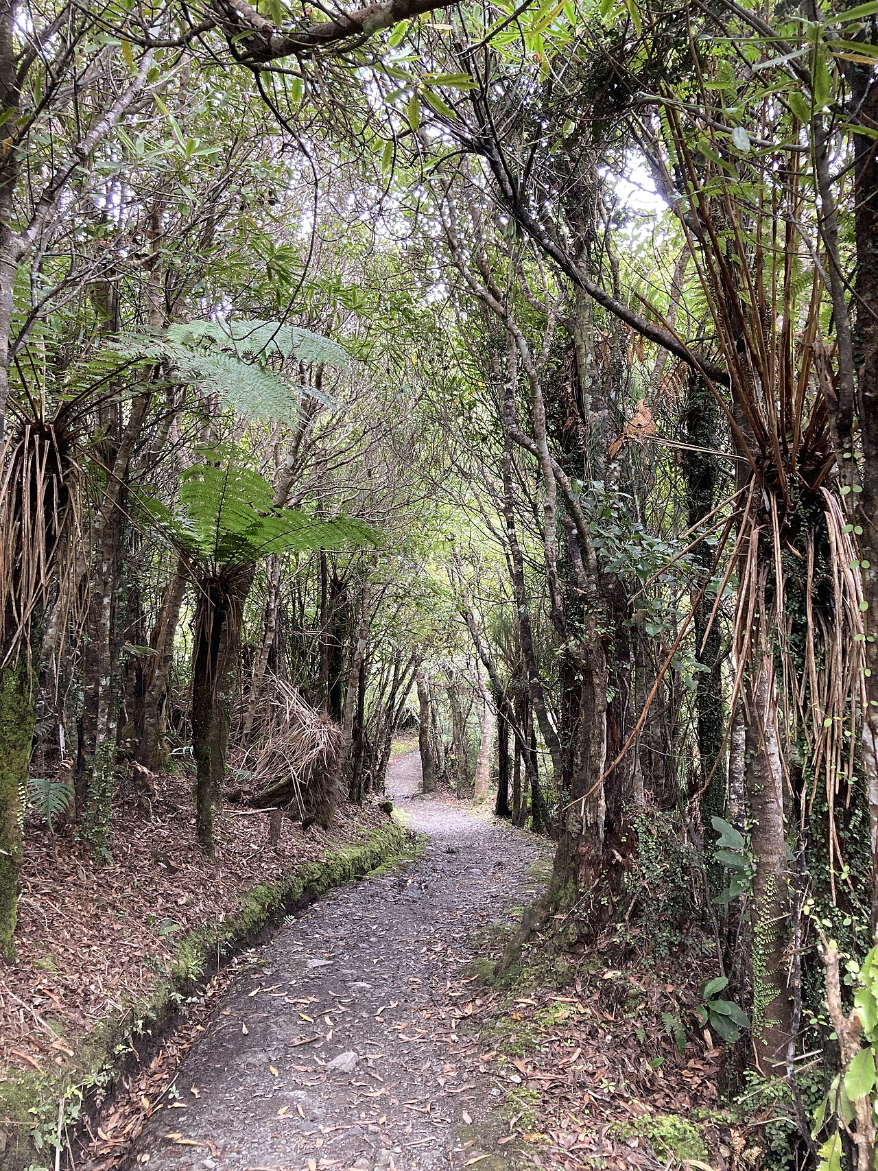 New Zealand forest walkway for light activity ideas
